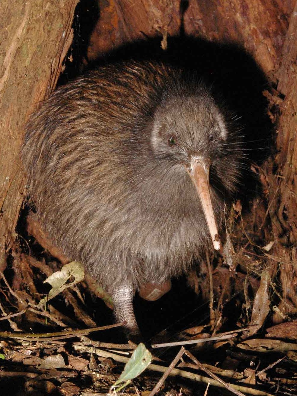 The Ancestral Kiwi: Born to Fly (image credits: wikimedia)