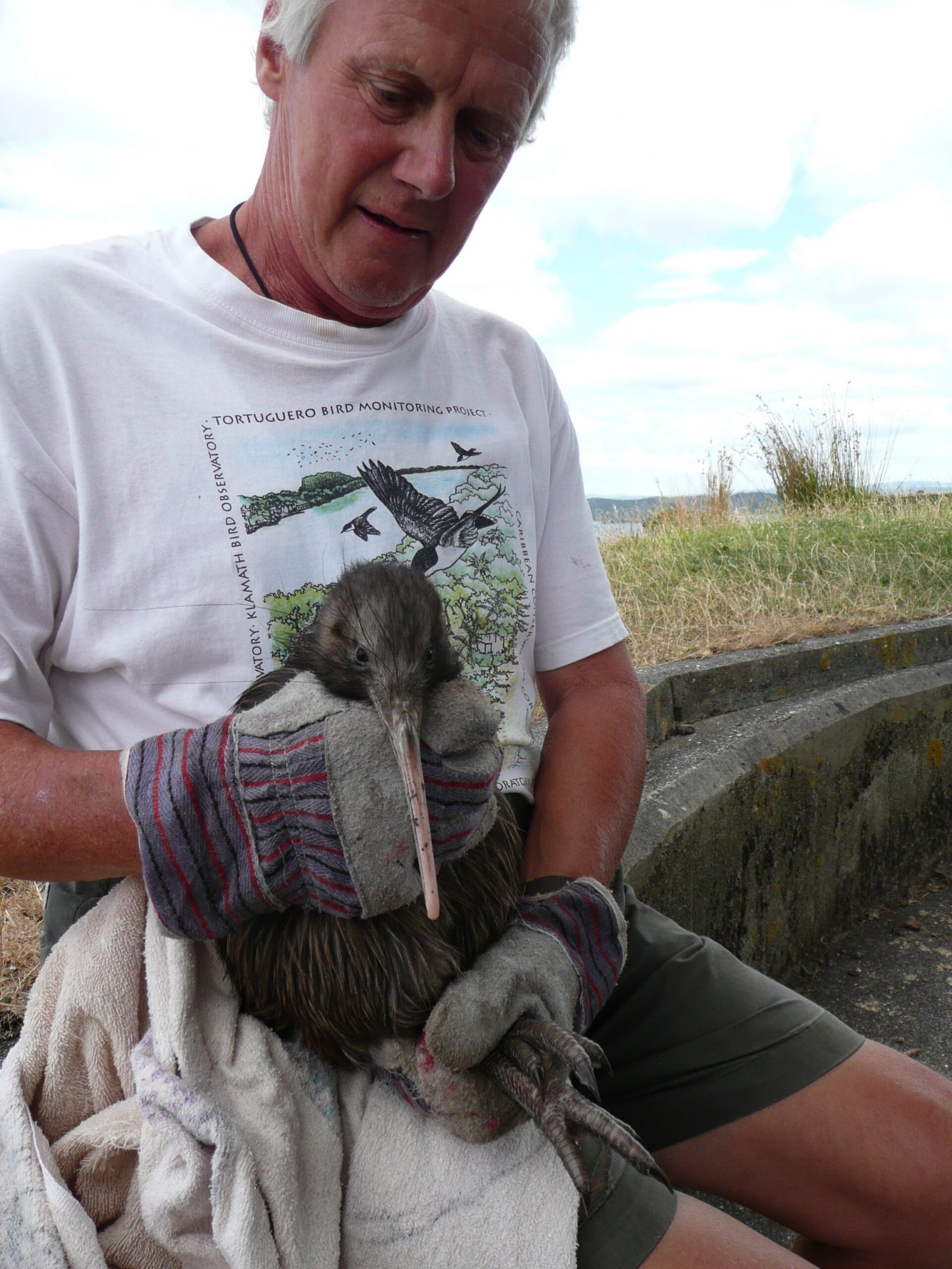 The Kiwi’s Unique Anatomy: Built for the Forest Floor (image credits: wikimedia)