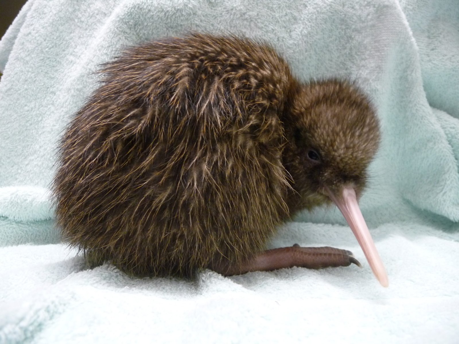 Cuteness as a Survival Strategy (image credits: wikimedia)