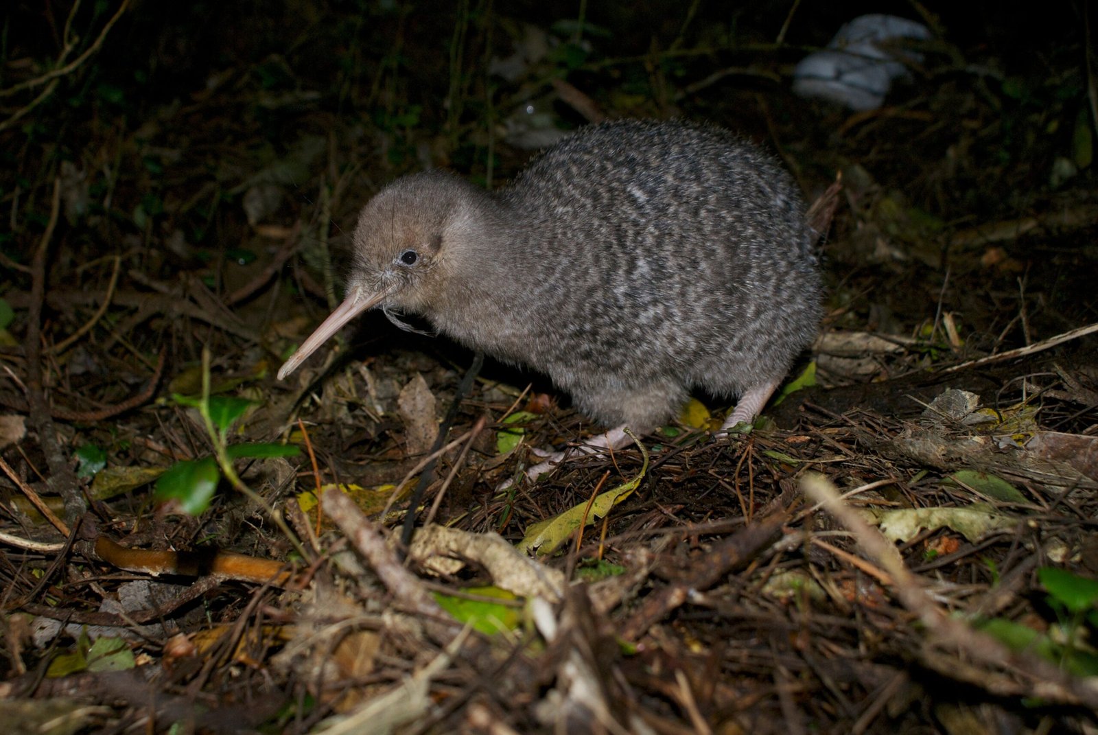 Facing New Threats: Predator Invasion (image credits: wikimedia)