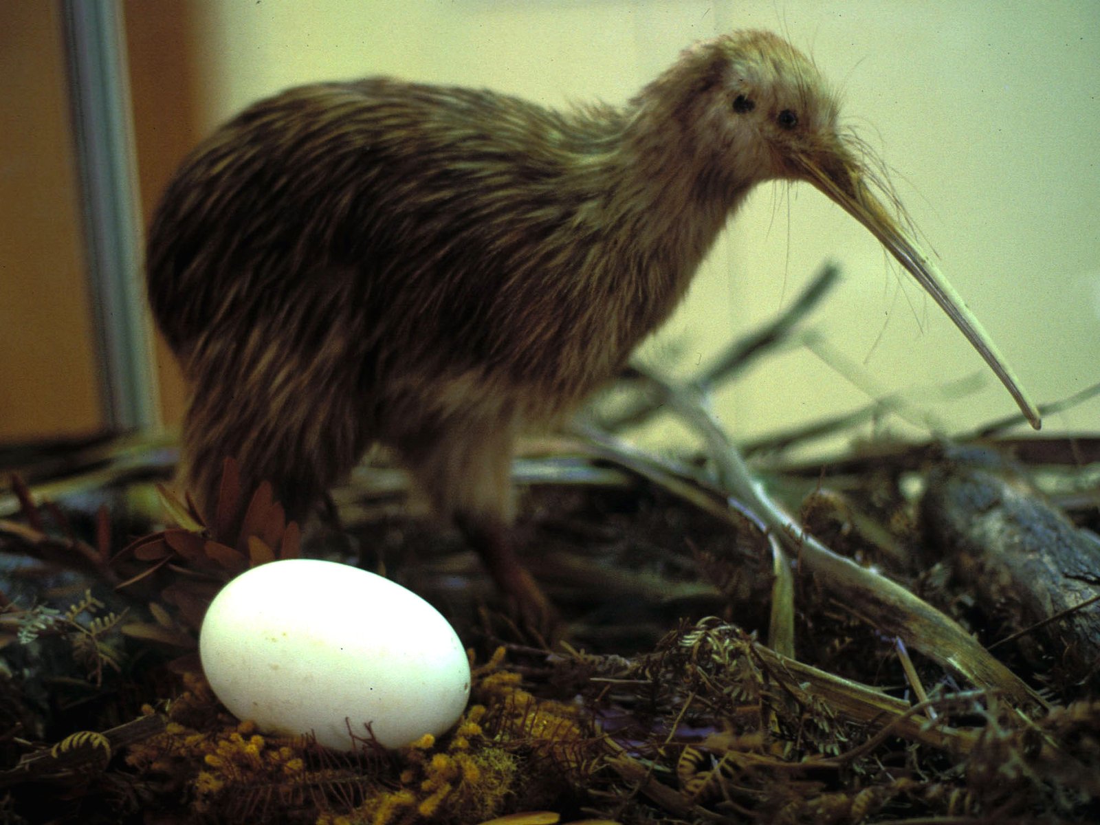 Extraordinary Eggs and Devoted Dads (image credits: wikimedia)