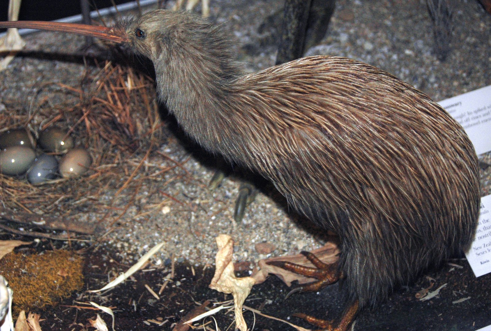 Kiwi Conservation: A National Obsession (image credits: wikimedia)
