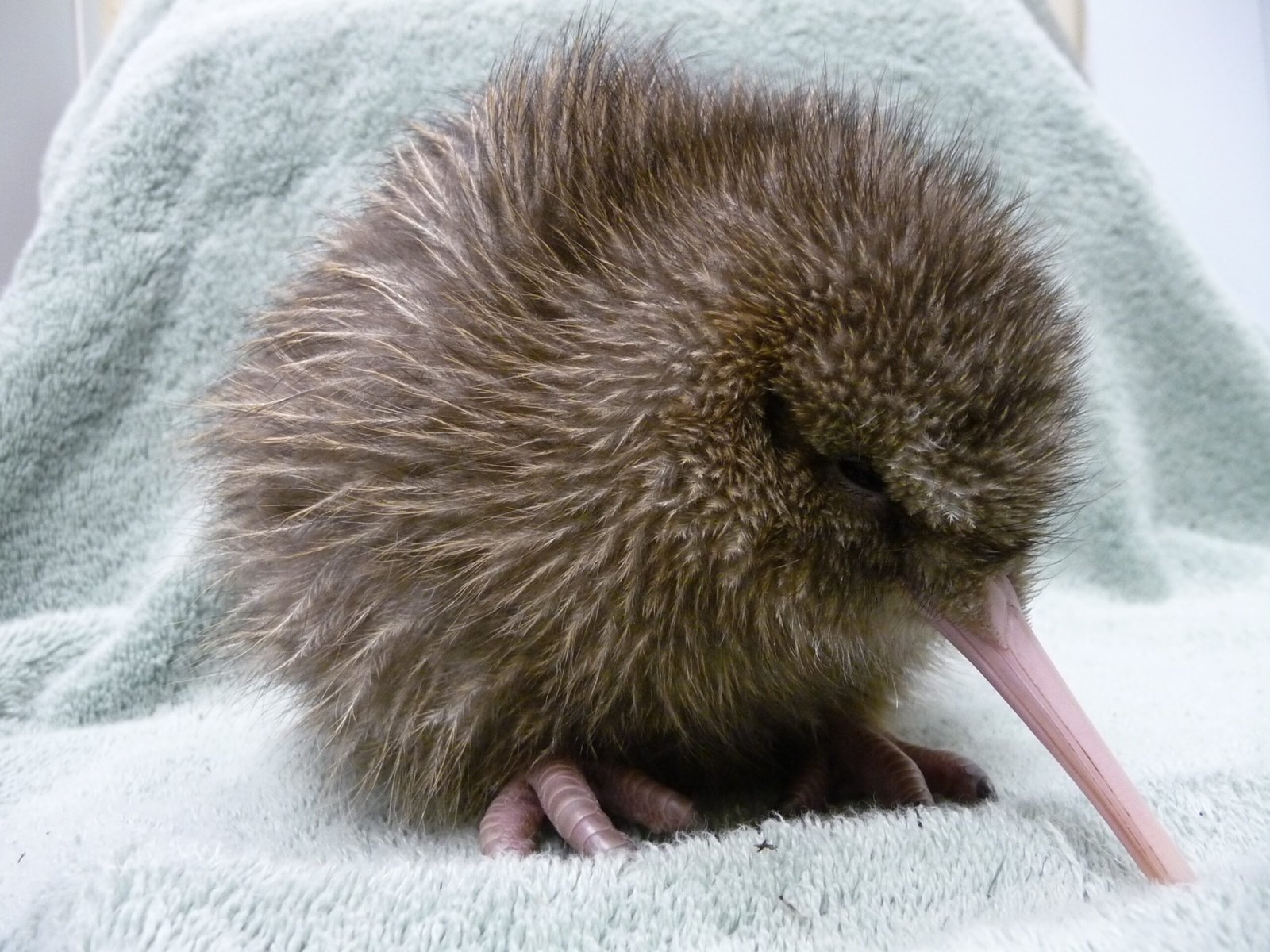 What the Kiwi Teaches Us About Adaptation (image credits: wikimedia)