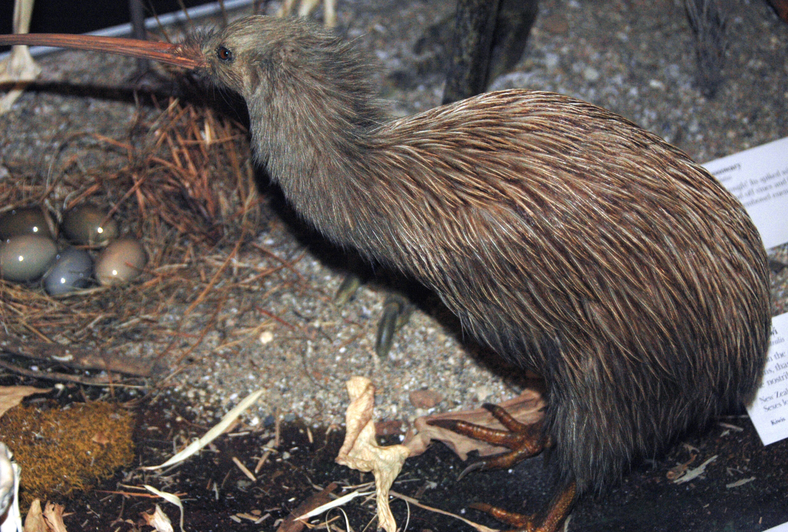 When Kiwi Birds Forgot How to Fly — And Doubled Down on Cuteness Instead