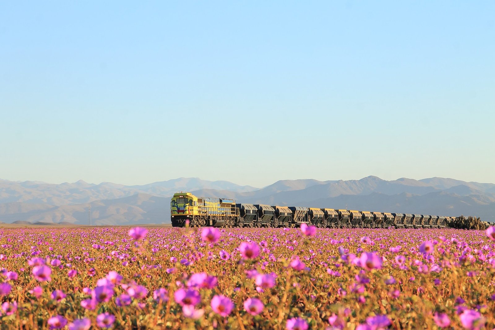 The Atacama Desert: A Land of Extremes (image credits: wikimedia)