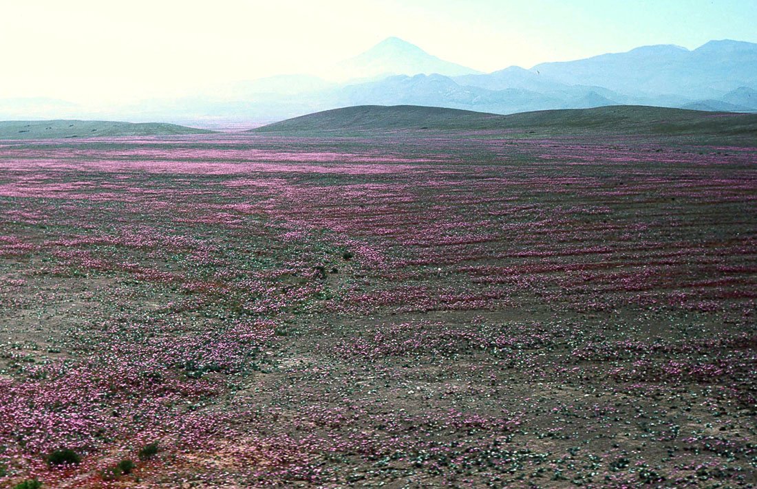 Rain: The Trigger for a Floral Symphony (image credits: wikimedia)