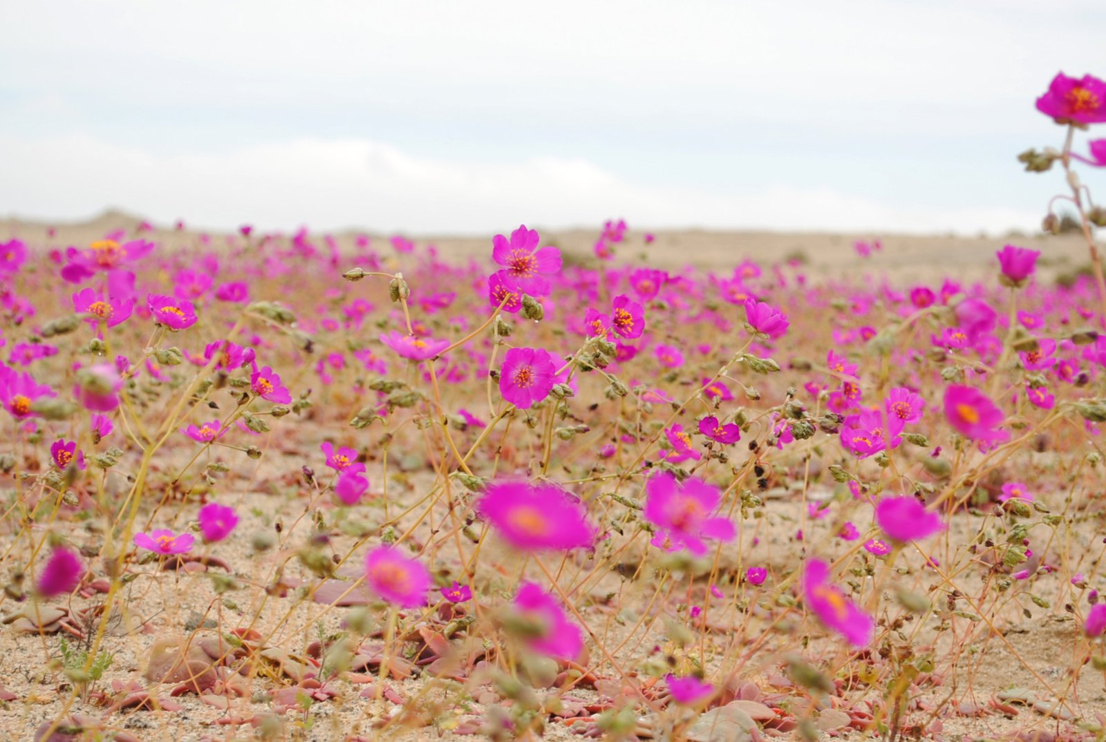 An Explosion of Color: The Atacama Bloom Unfolds (image credits: wikimedia)