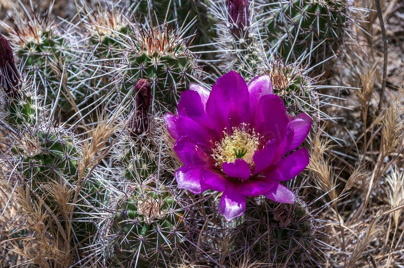 Remarkable Flora: Desert Survivors Take Center Stage (image credits: rawpixel)