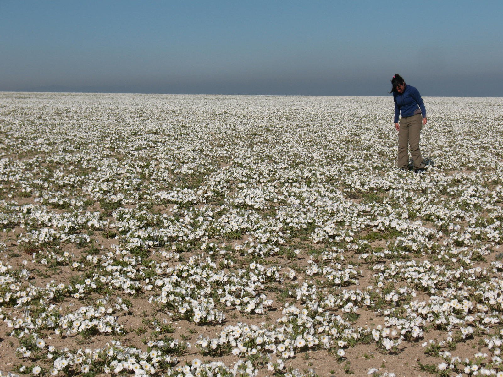 A Short-Lived Spectacle: The Fleeting Nature of the Bloom (image credits: wikimedia)