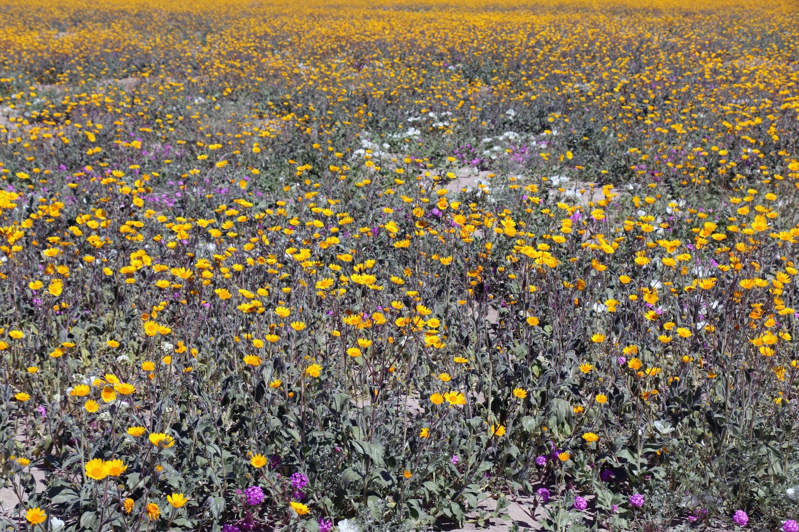 A Boom for Wildlife: The Ripple Effects of the Bloom (image credits: wikimedia)