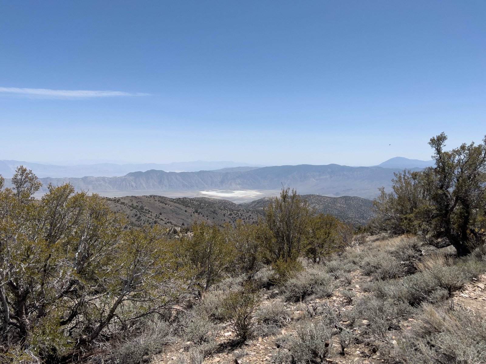 The Methuselah Tree: An Ancient Sentinel (image credits: wikimedia)