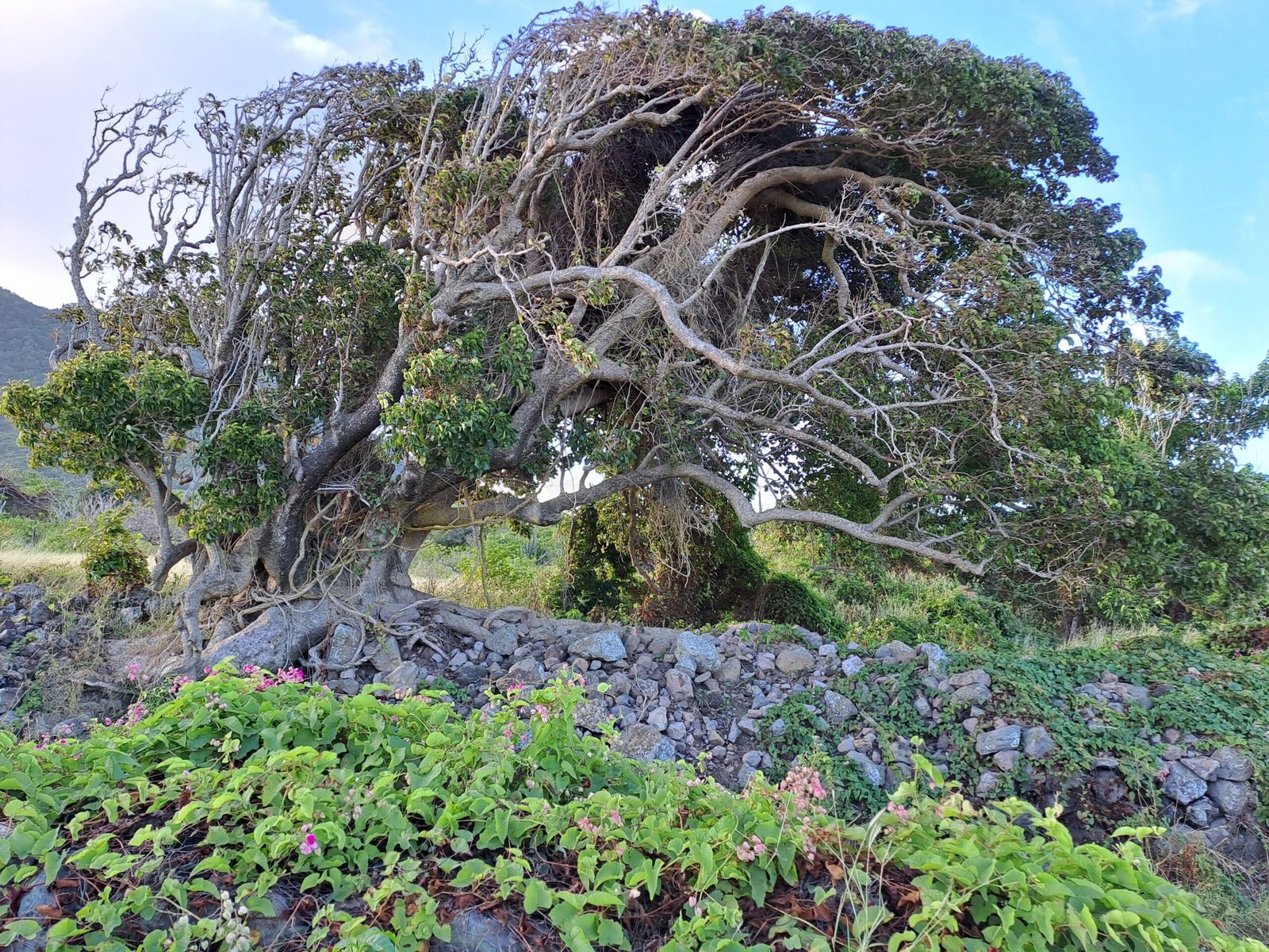 Threats to the Oldest Living Trees (image credits: wikimedia)