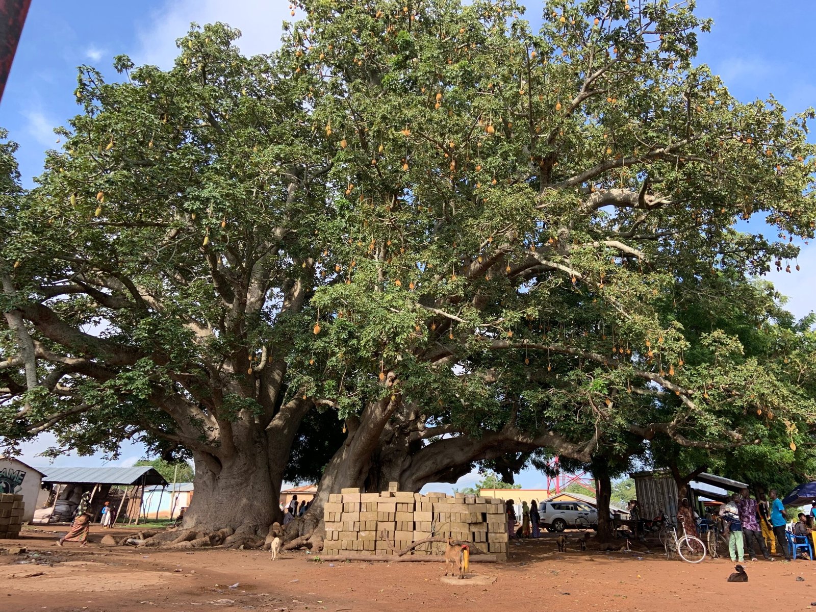 What the Future Holds for Earth’s Elders (image credits: wikimedia)