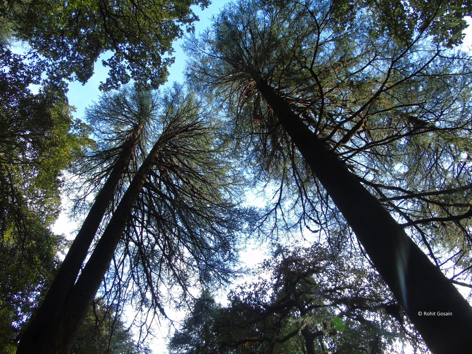 The Enduring Mystery of Botanical Longevity (image credits: wikimedia)