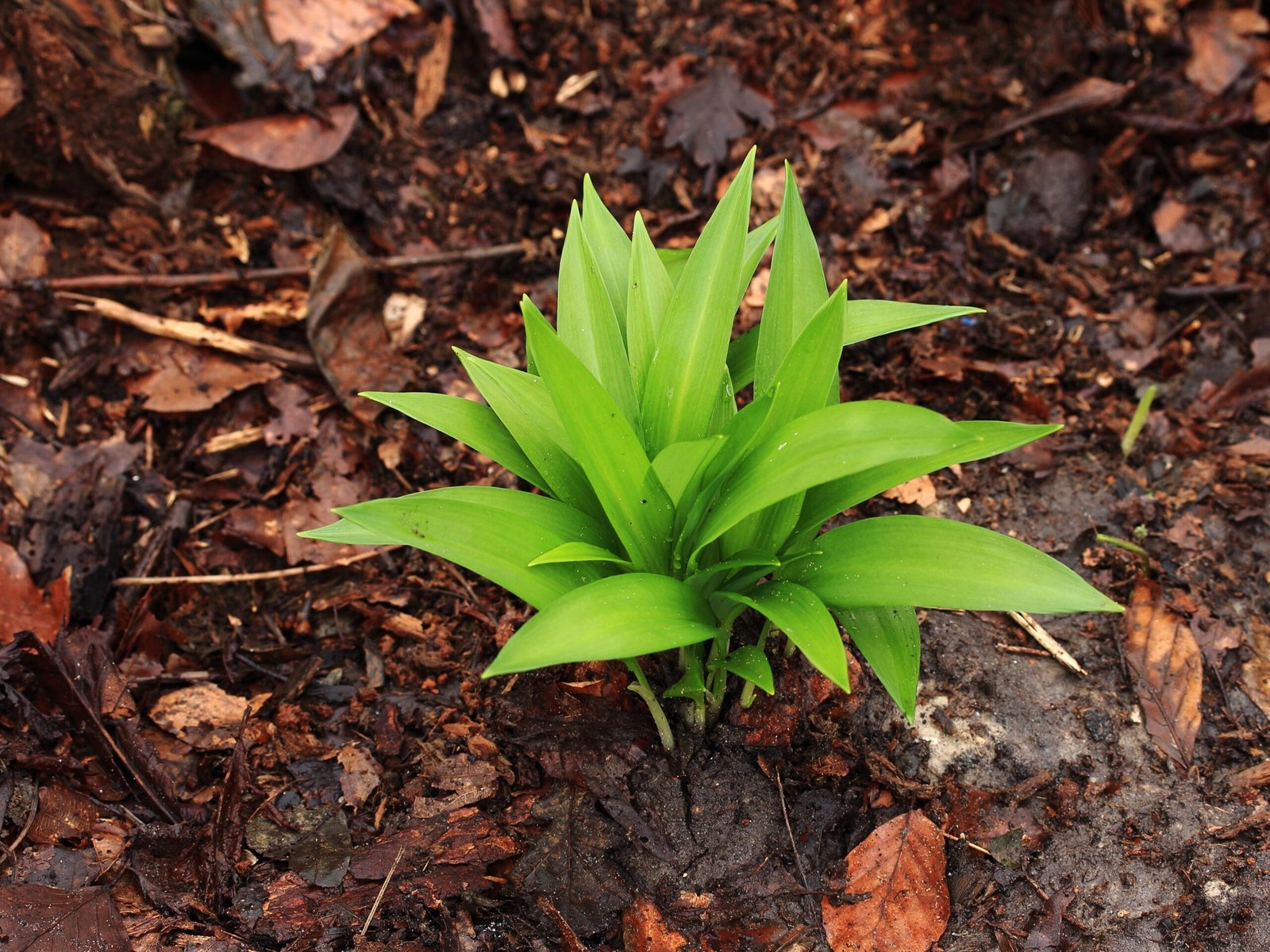 Wild Garlic: Nature’s Fragrant Gift (image credits: wikimedia)