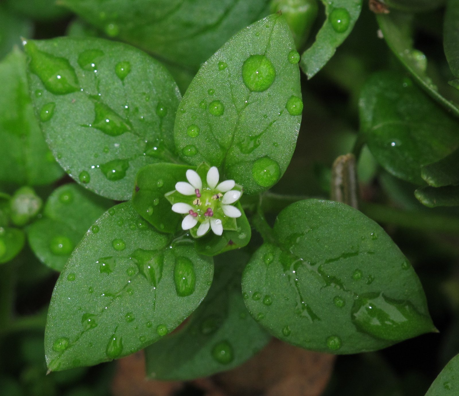 Chickweed: The Delicate Green (image credits: wikimedia)