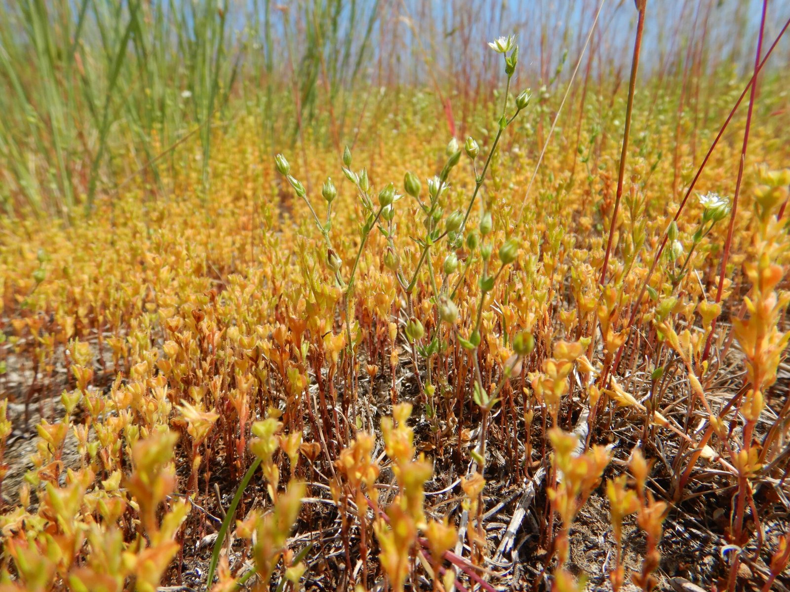 Purslane: The Omega-3 Champion (image credits: wikimedia)
