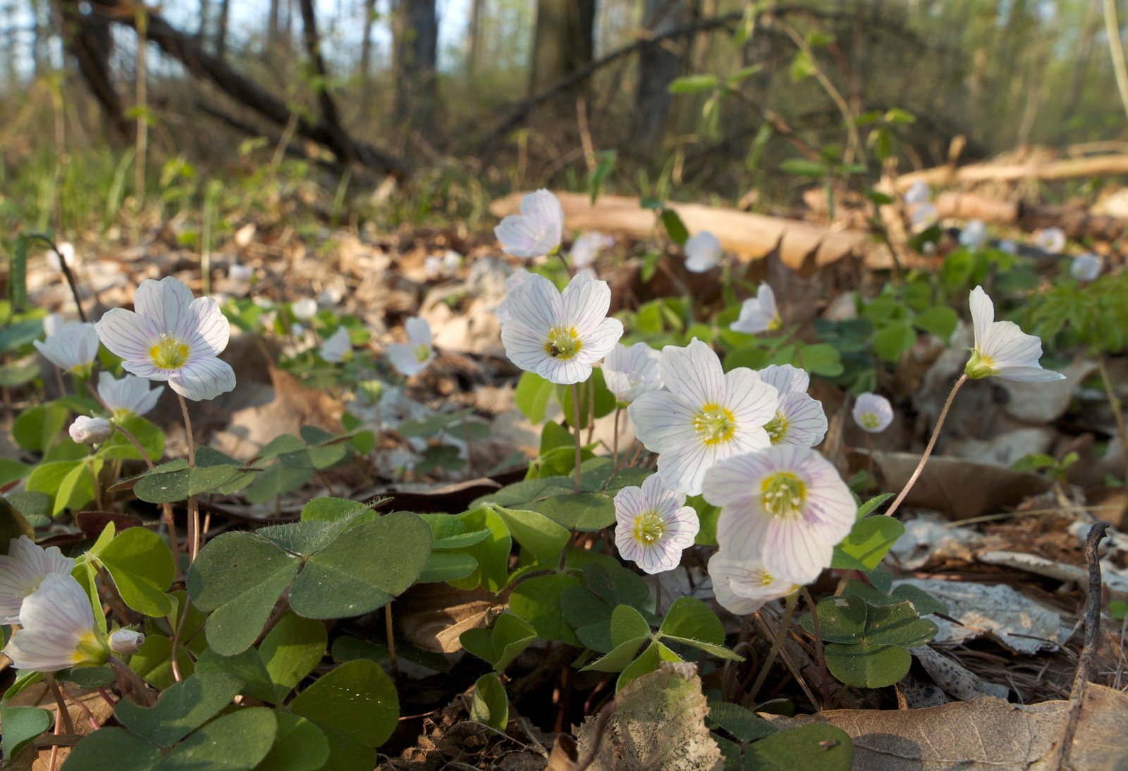 Wood Sorrel: A Tangy Surprise (image credits: wikimedia)