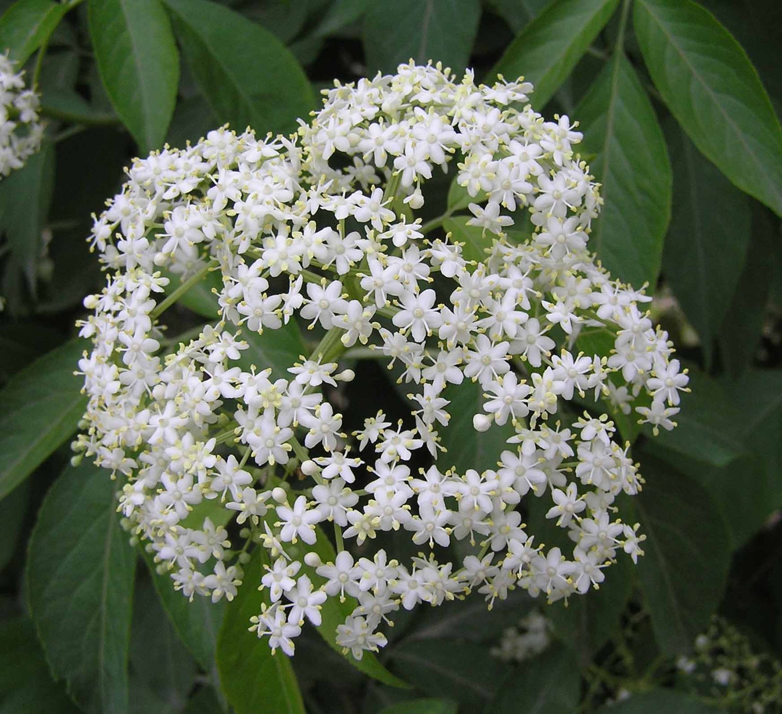 Elderflower: Fragrant Blossoms for Wellness (image credits: wikimedia)