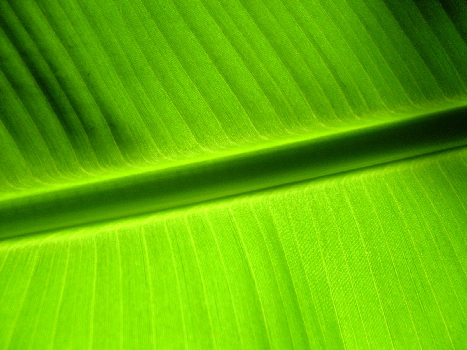 Plantain: The Healer’s Leaf (image credits: wikimedia)