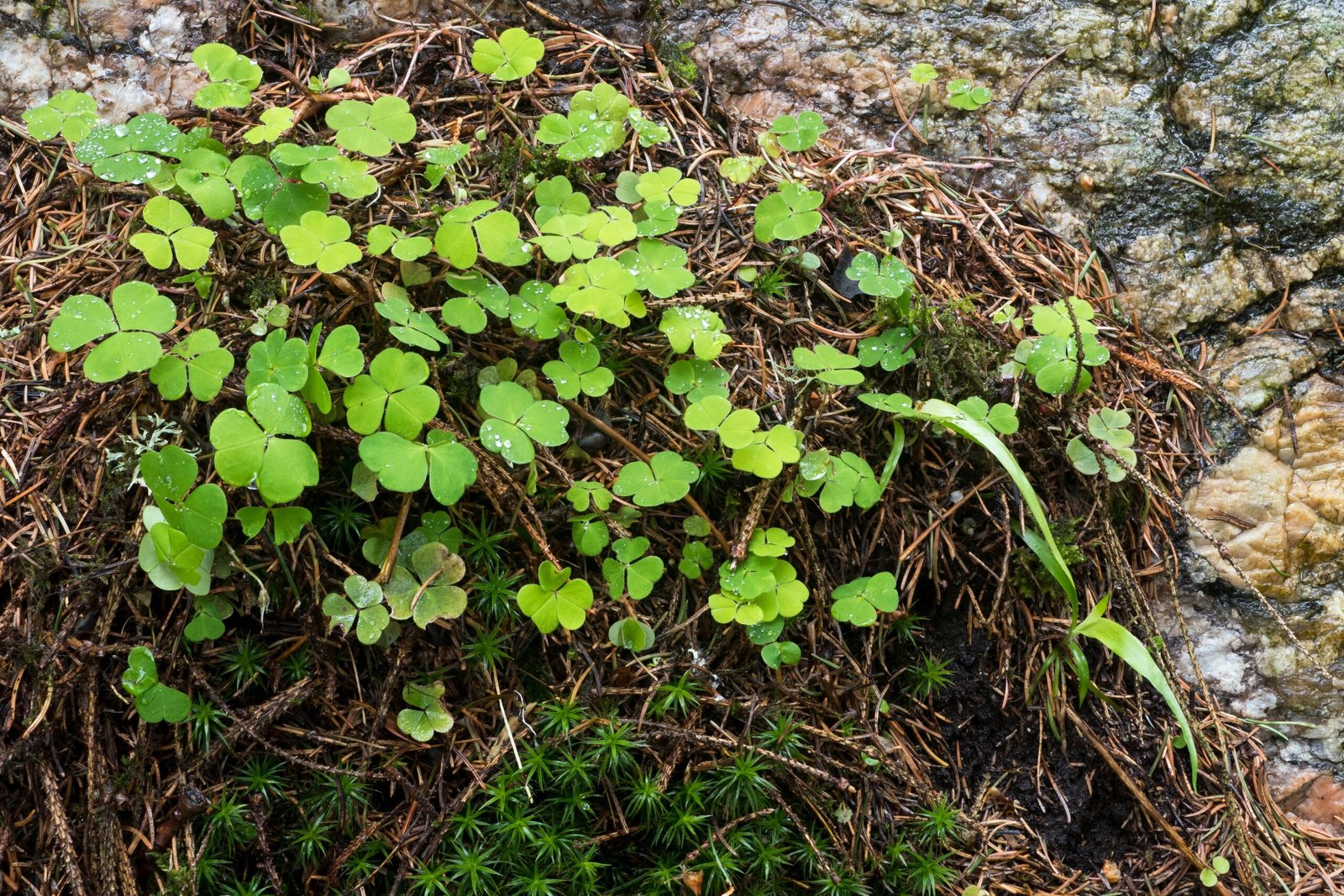Wood Sorrel: A Tangy Twist on Tradition (image credits: wikimedia)