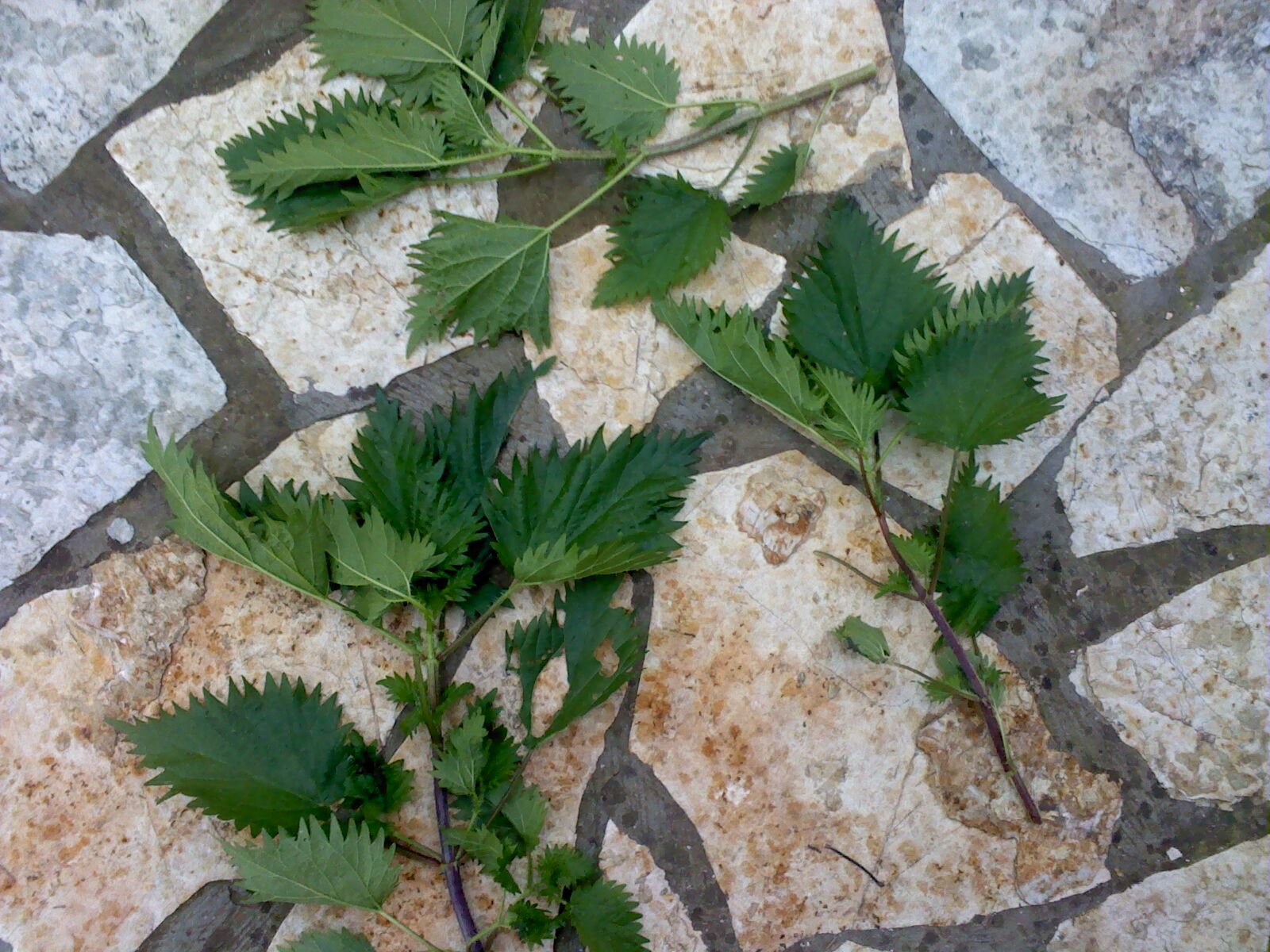 Stinging Nettle: From Prickly Weed to Gourmet Green (image credits: wikimedia)