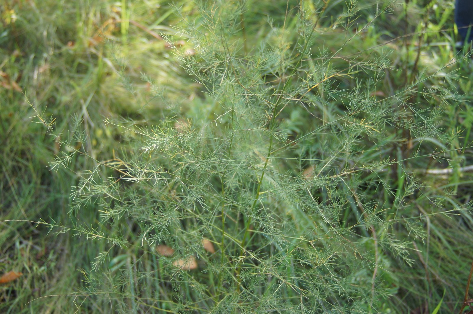 Wild Asparagus: Nature’s Early Spring Gift (image credits: wikimedia)