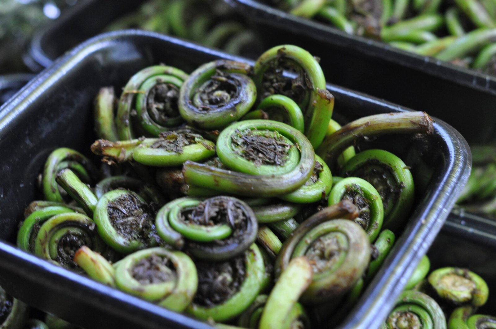 Fiddlehead Ferns: A Curled Culinary Treasure (image credits: wikimedia)