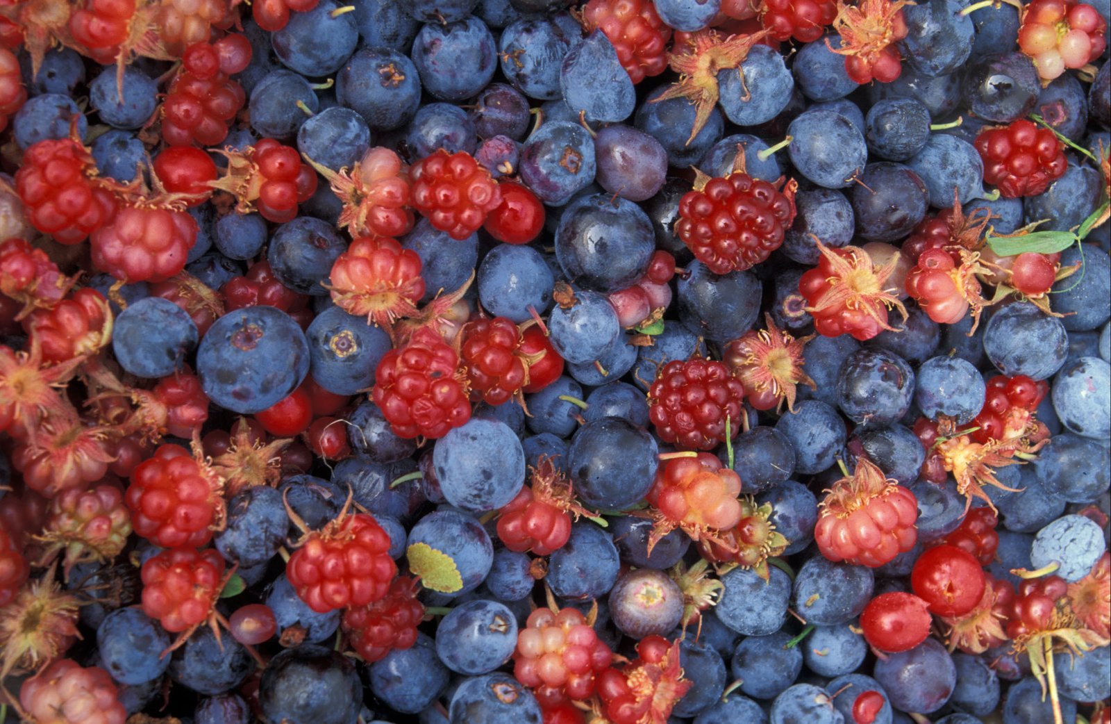 Wild Berries: Sweet Surprises for Every Course (image credits: wikimedia)