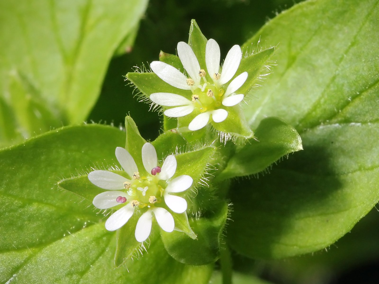 Chickweed: A Tender Green for Creative Cooks (image credits: wikimedia)