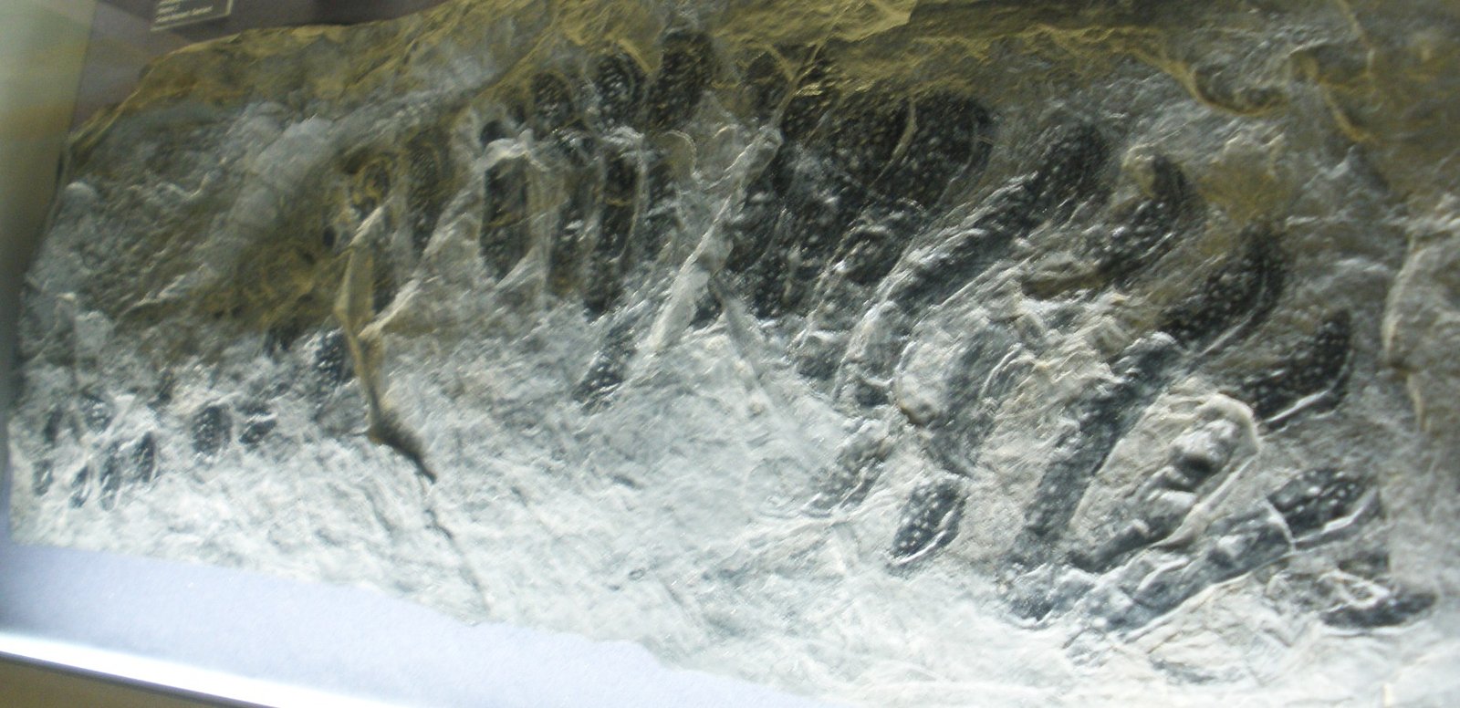 A World Before Dinosaurs (image credits: wikimedia)