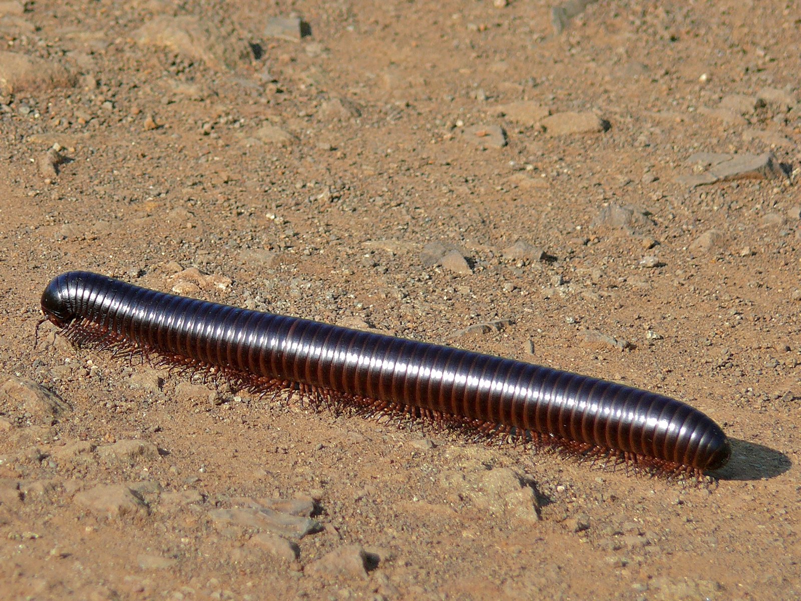 Why Was Arthropleura So Big? (image credits: wikimedia)