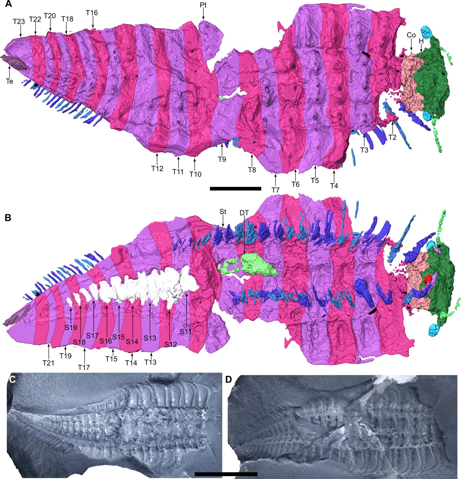 The Fossil Hunt: Discovering Arthropleura’s Remains (image credits: wikimedia)