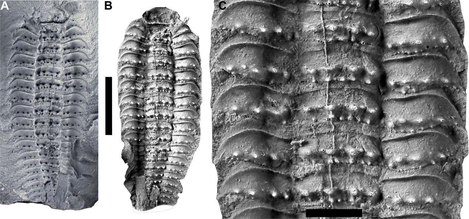 Modern Millipedes: Tiny Relatives of a Titan (image credits: wikimedia)