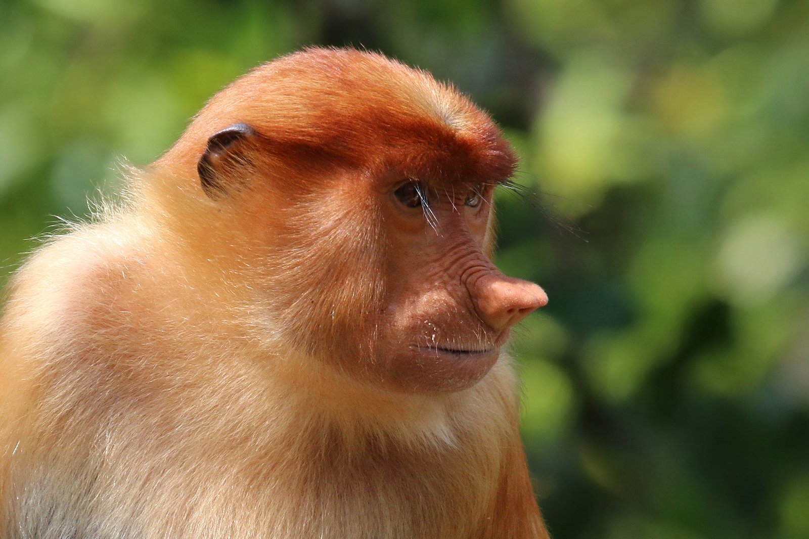 An Evolutionary Marvel: Why Such a Big Nose? (image credits: wikimedia)