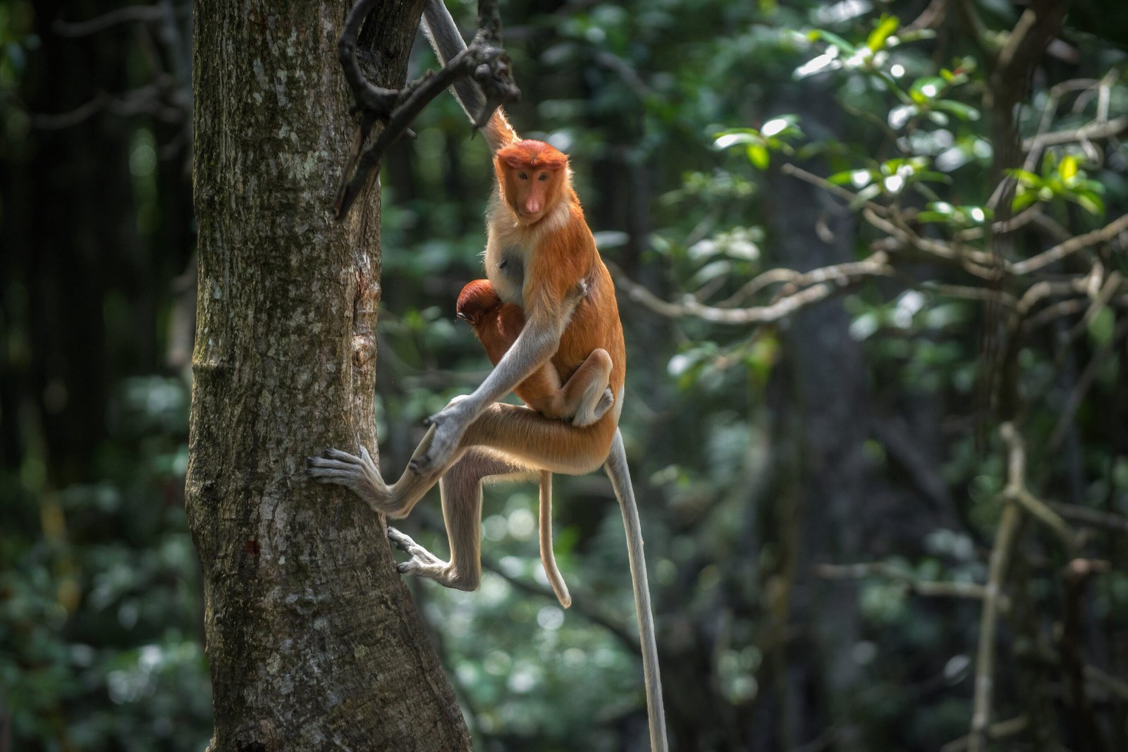 A Symbol of Survival: Conservation and Future Threats (image credits: wikimedia)