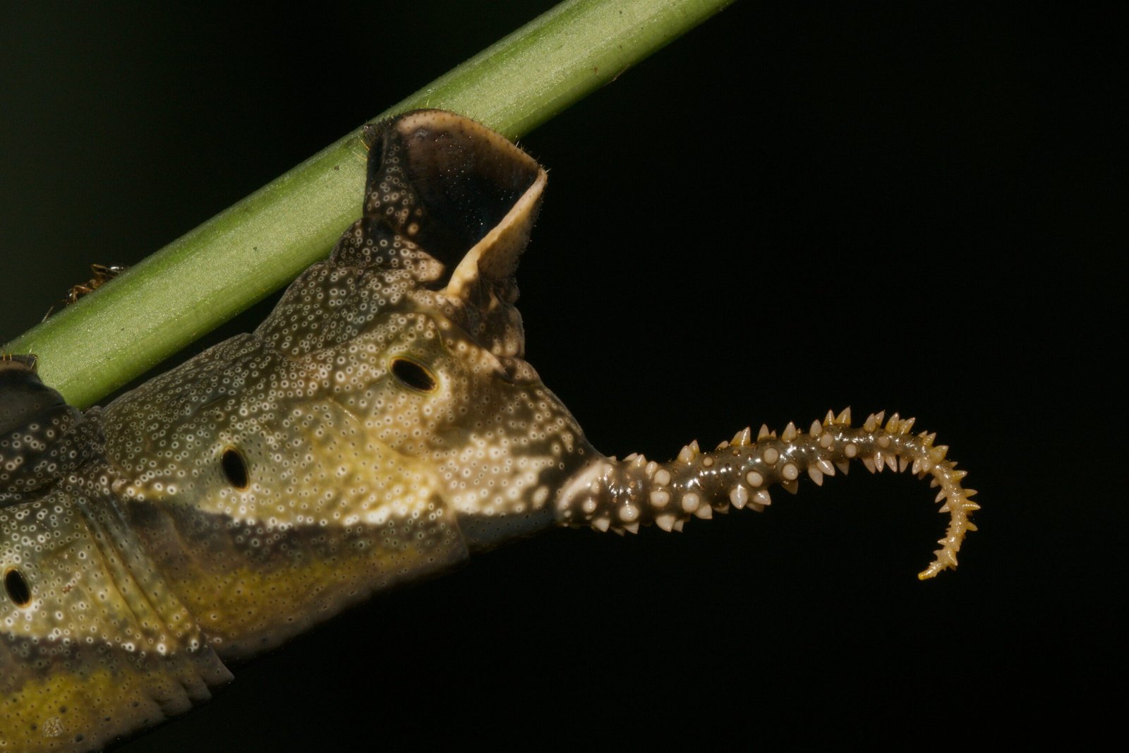 Astonishing Masters of Disguise (image credits: wikimedia)