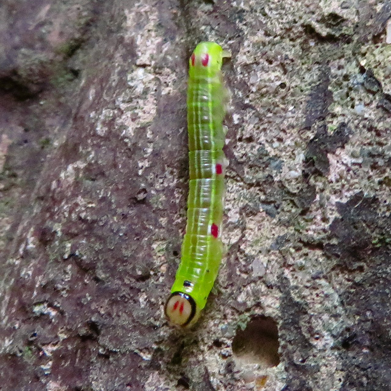 Mimicry and Deception in the Animal Kingdom (image credits: wikimedia)