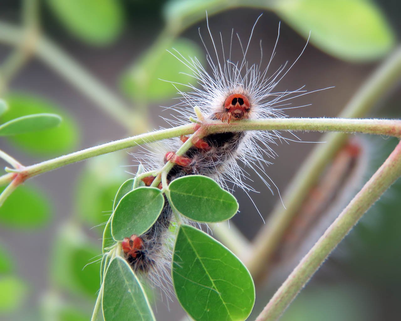 Evolution’s Dark Genius (image credits: wikimedia)