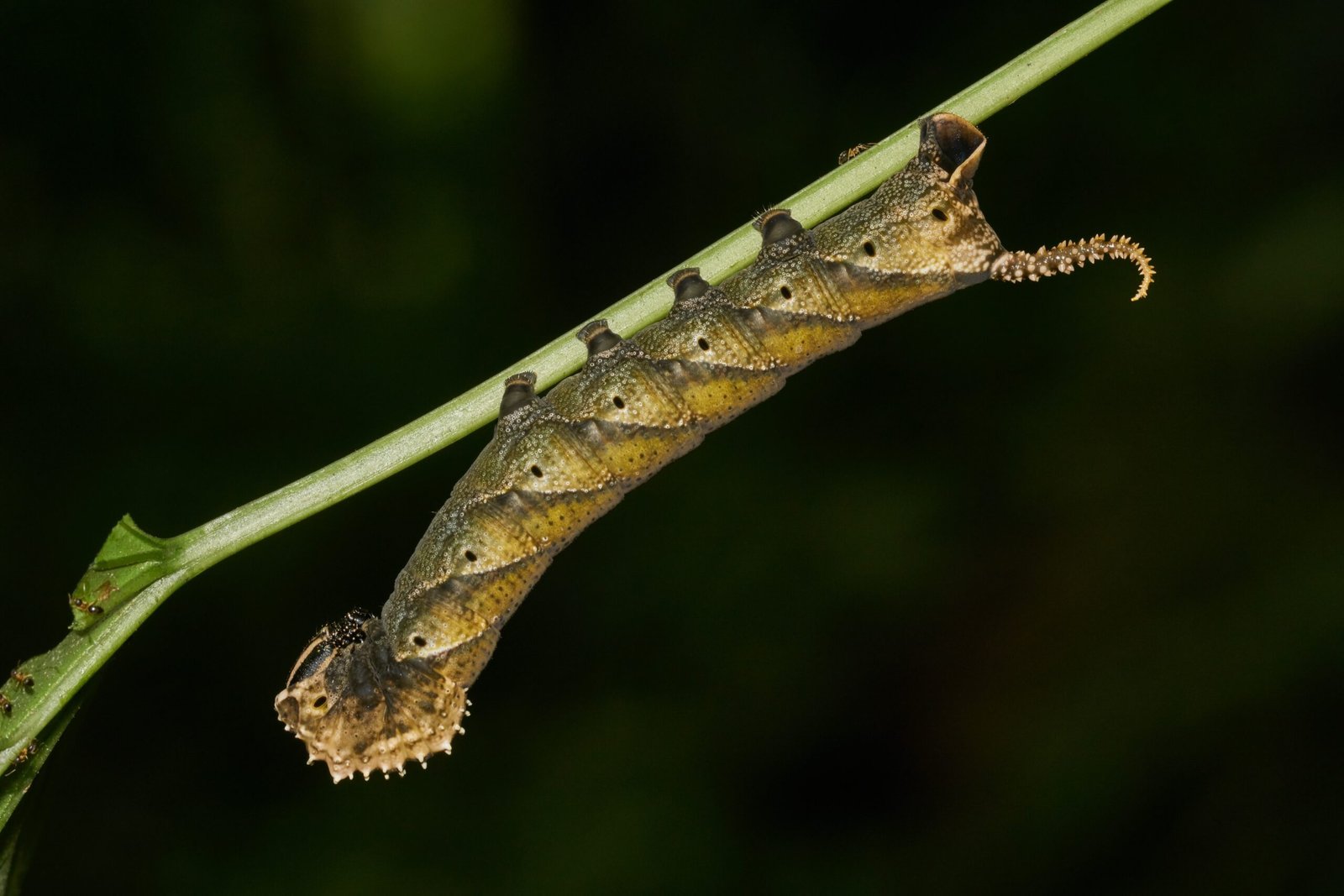 Challenges and Dangers of the Rainforest (image credits: wikimedia)