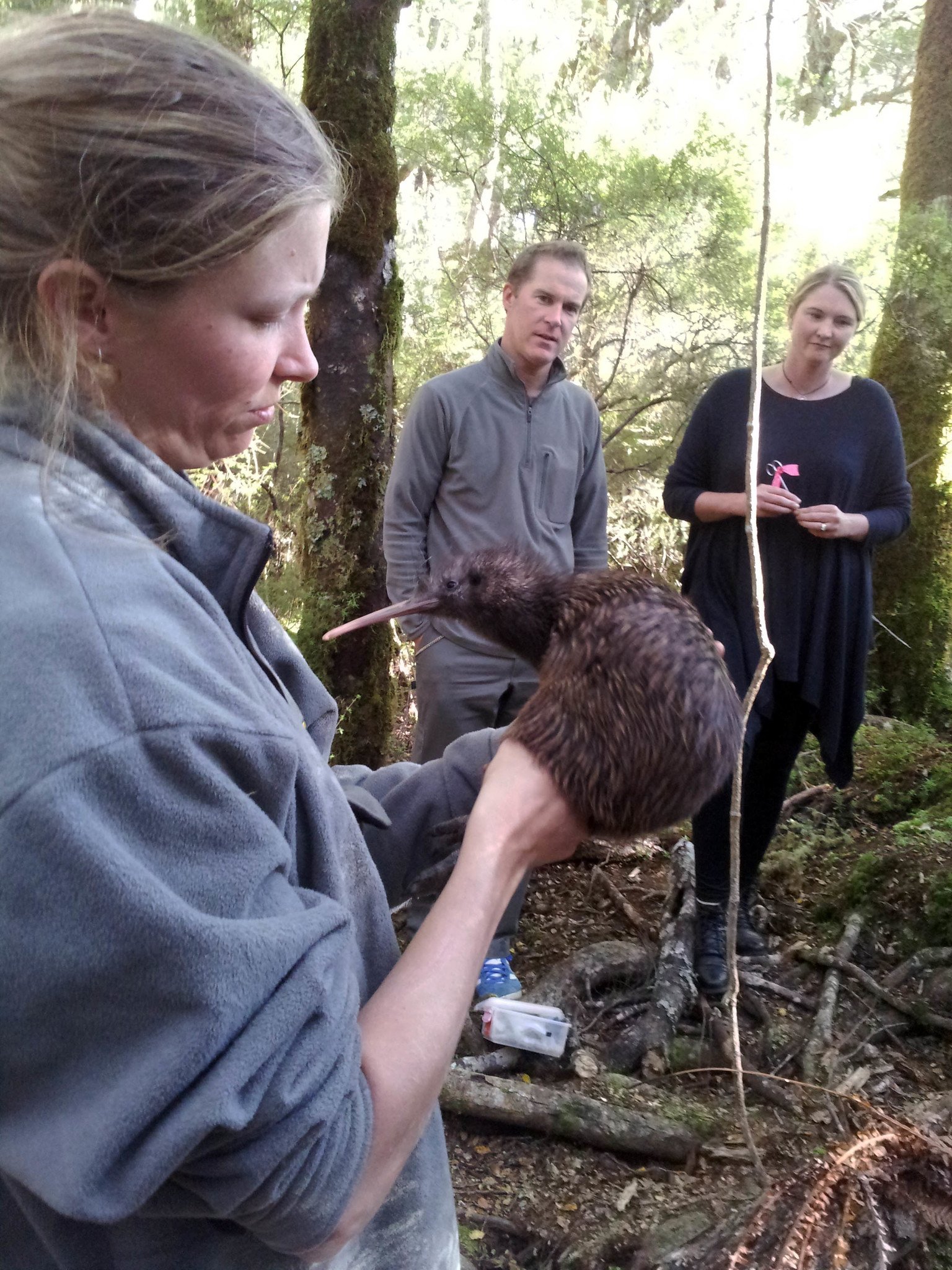 The Scented Sock Technique: Tricking Predators and Kiwis Alike (image credits: wikimedia)