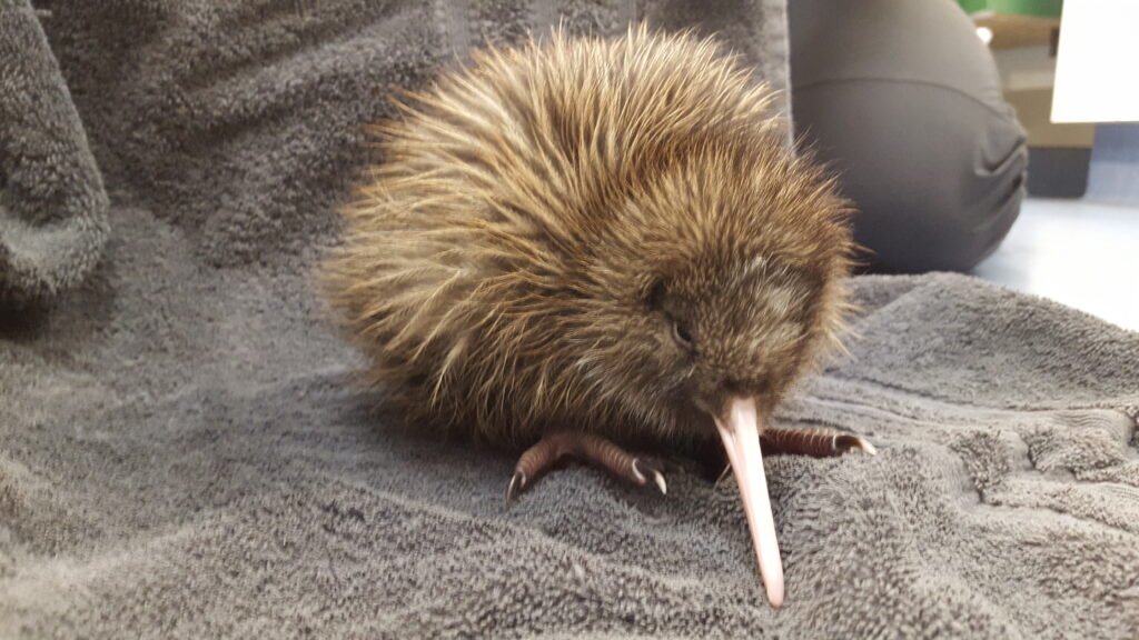 Kiwi Conservation Teams Use Scented Socks, Barking Drones, and Puppets — For Science