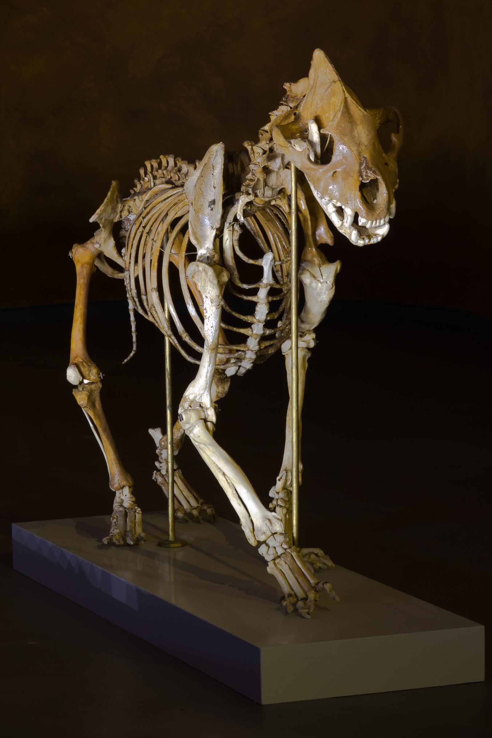 Meet the Giant Cave Hyena: Not Your Average Carnivore (image credits: wikimedia)