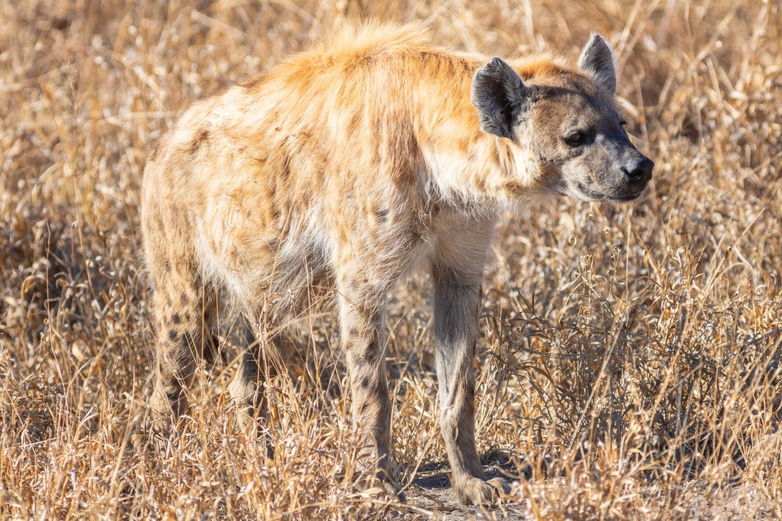 Family Matters: Inside the Hyena Clan (image credits: wikimedia)