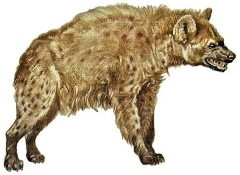 Hyenas in the Shadows: Life in the Caves (image credits: wikimedia)