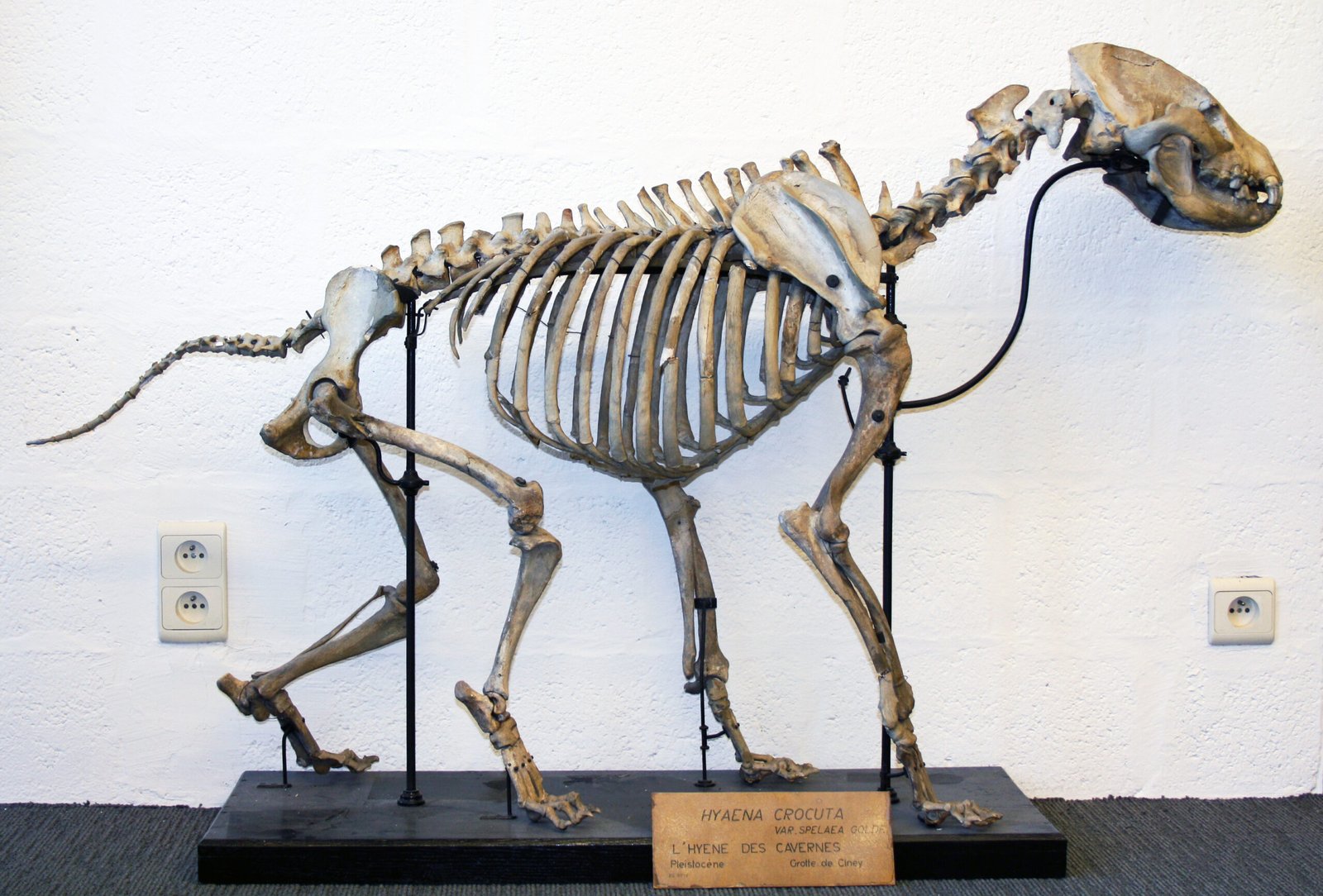 Extinction: The Last Roar of the Cave Hyena (image credits: wikimedia)
