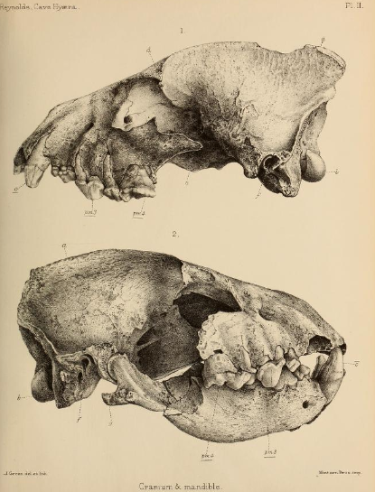 Echoes From the Past: What the Hyenas Teach Us Today (image credits: wikimedia)