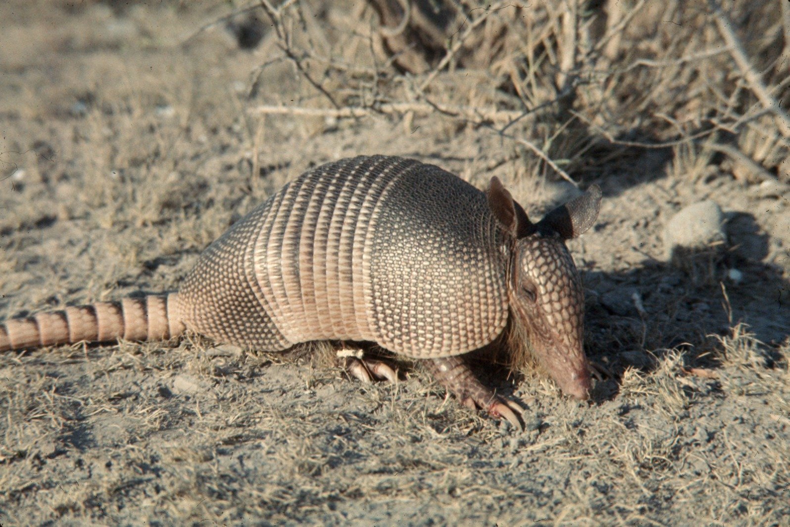 Impact on Local Wildlife and Ecosystems (image credits: wikimedia)