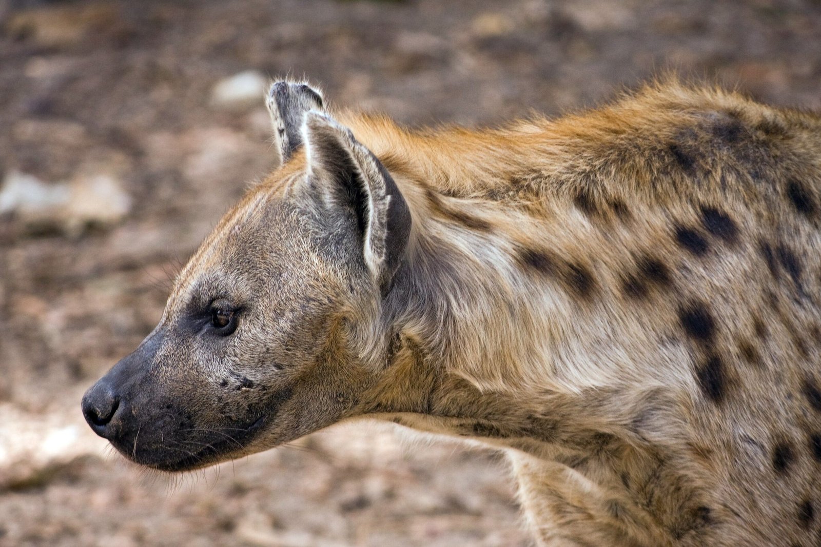 Hyenas on the Moors: Britain’s Laughing Scavengers (image credits: wikimedia)
