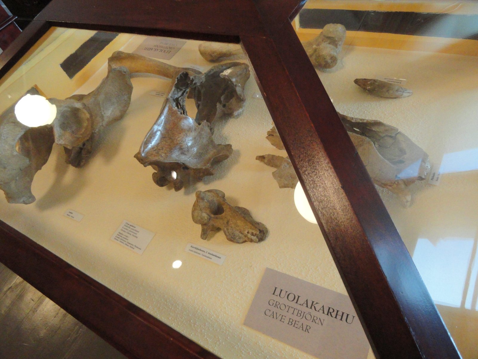 The Fossil Record: Clues in Stone and Bone (image credits: wikimedia)